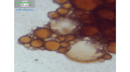 Micrograph showing how SWS encapsulates crude oil petrochemicals E&P wastewater - produced water
