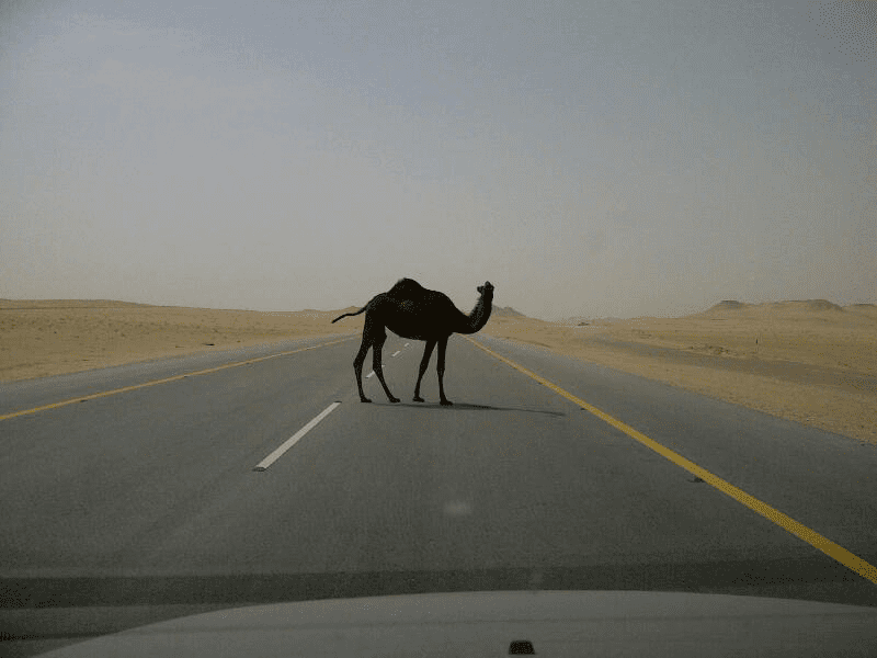 Caution: Camel Crossing. (Somewhere outside of Qatif, Saudi Arabia, 2011.)